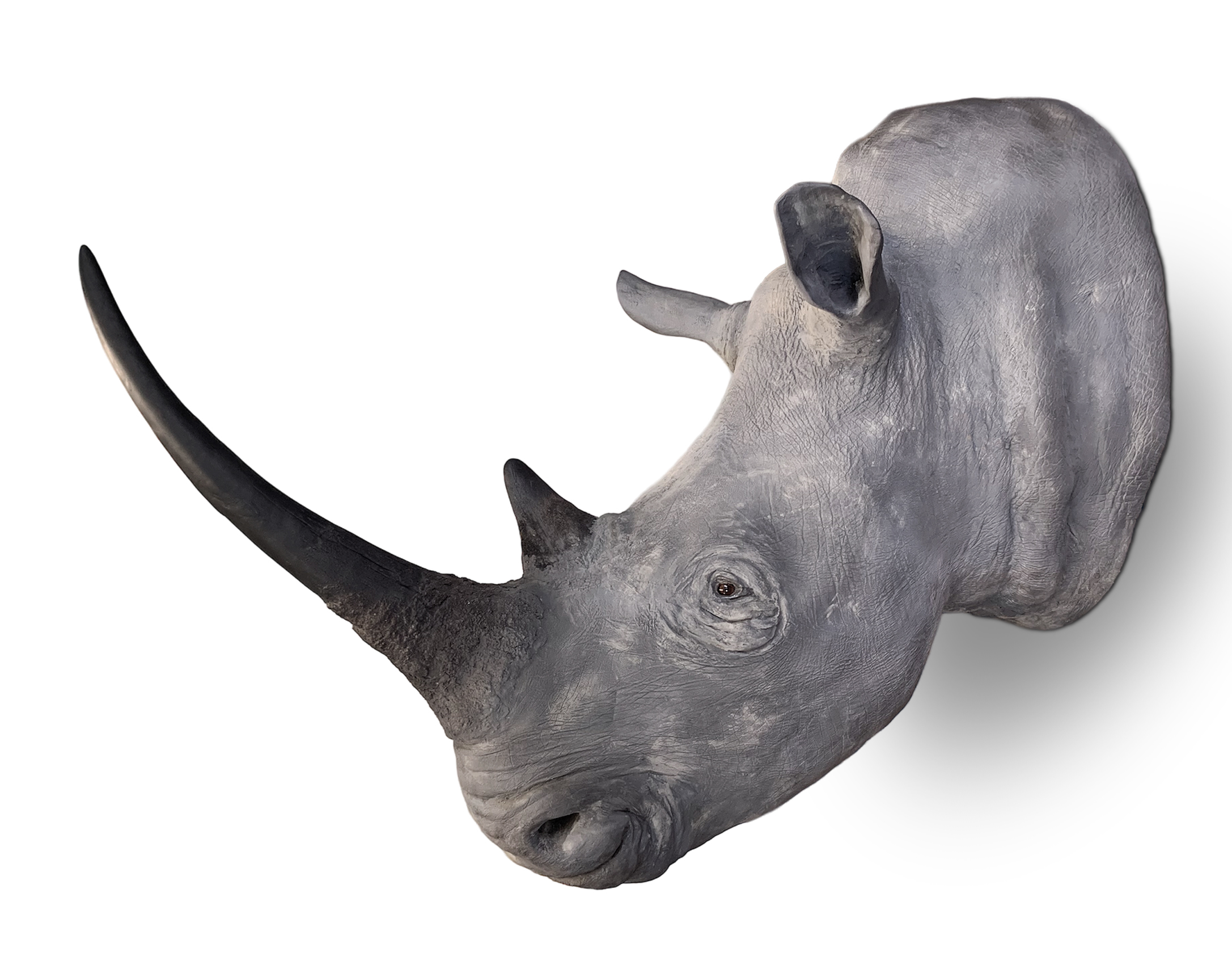 ROWLAND WARD OF PICCADILLY, LONDON, VICTORIAN TAXIDERMY WHITE RHINOCEROS HEAD (CERATOTHERIUM SIMUM) - Image 2 of 12