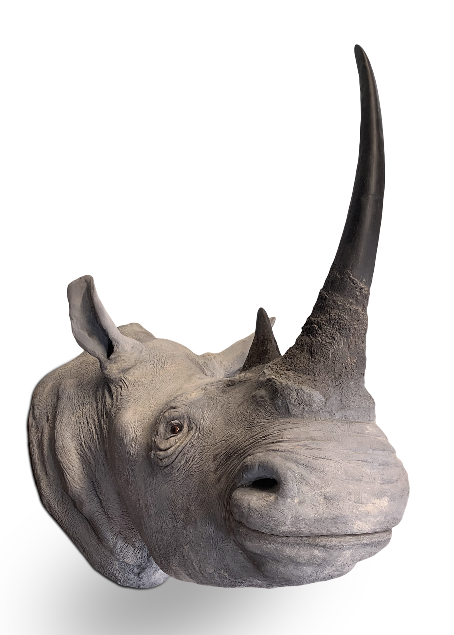 ROWLAND WARD OF PICCADILLY, LONDON, VICTORIAN TAXIDERMY WHITE RHINOCEROS HEAD (CERATOTHERIUM SIMUM) - Image 3 of 12