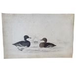 AN EARLY 19TH CENTURY WATERCOLOUR 'TUFTED DUCKS' BIRD STUDY Two birds with boat house, inscribed