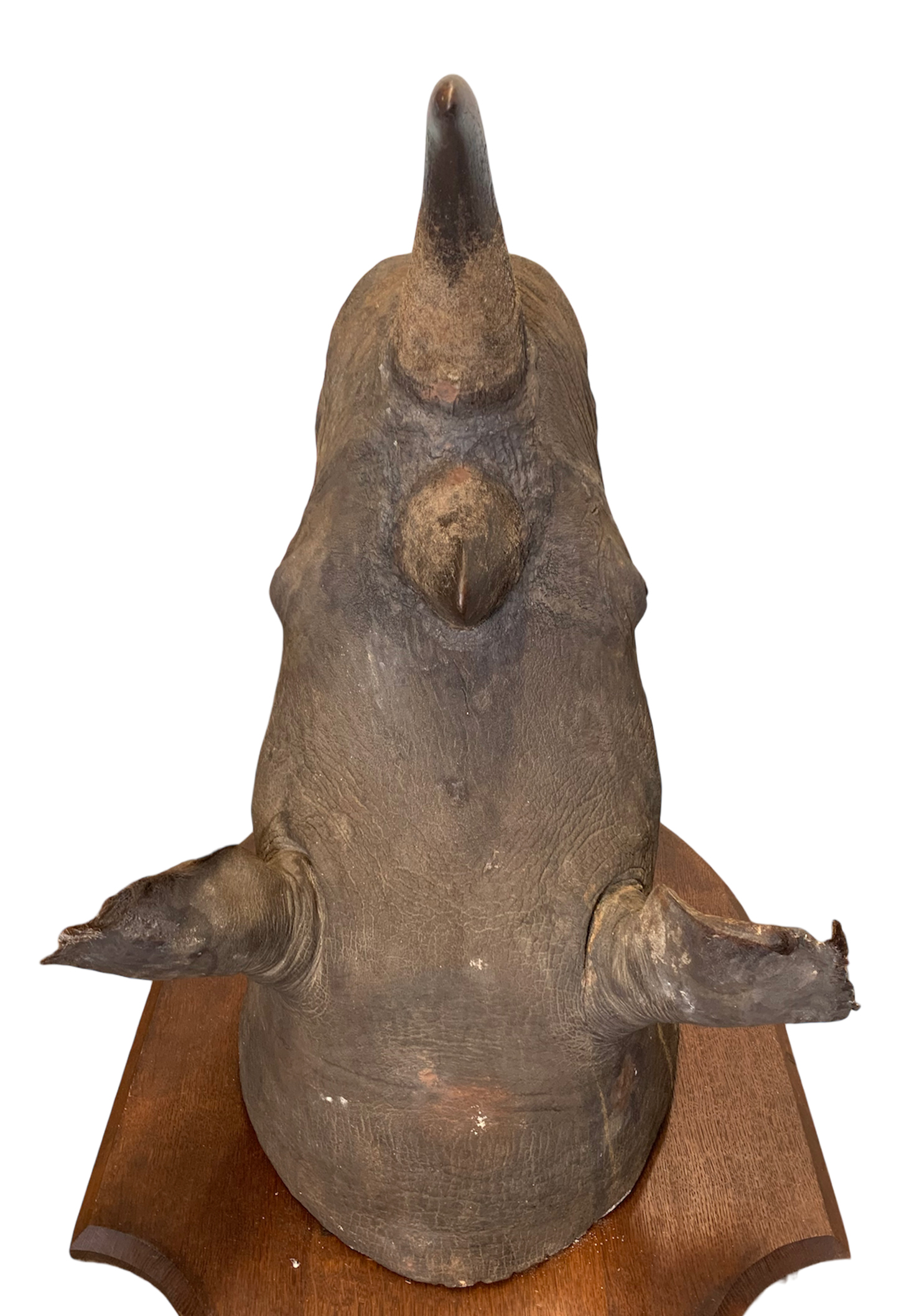 ROWLAND WARD OF PICCADILLY, LONDON, A VICTORIAN TAXIDERMY BLACK RHINOCEROS HEAD (DICEROS - Image 9 of 9