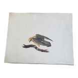 AN EARLY 19TH CENTURY WATERCOLOUR 'RED FOOTED FALCON' BIRD STUDY A single bird inscribed lower right