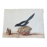 AN EARLY 19TH WATERCOLOUR 'MAGPIE' BIRD STUDY A single bird, inscribed lower lower right ‘C.W.