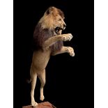 A MAGNIFICENT TAXIDERMY LEAPING LION DIORAMA (PANTHERA LEO). Captive bred, ex zoo. Lion removable