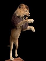 A MAGNIFICENT TAXIDERMY LEAPING LION DIORAMA (PANTHERA LEO). Captive bred, ex zoo. Lion removable