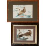 A NEAR PAIR OF 19TH CENTURY WATERCOLOUR AND FEATHER BIRD STUDIES Two wild birds within a