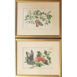 A PAIR OF 19TH CENTURY CHINESE WATERCOLOUR ON RICE PAPERS, BUTTERFLY STUDIES Exotic butterflies with