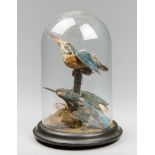 A LATE 19TH CENTURY PAIR OF TAXIDERMY KINGFISHERS UNDER A GLASS DOME (ALCEDINIDAE). (h 27cm x w 19cm