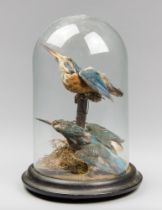 A LATE 19TH CENTURY PAIR OF TAXIDERMY KINGFISHERS UNDER A GLASS DOME (ALCEDINIDAE). (h 27cm x w 19cm