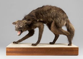 A LATE 20TH CENTURY TAXIDERMY CANID UPON A PLINTH (CANIDAE)