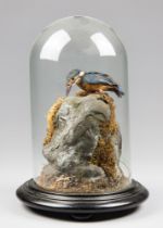 A LATE 19TH CENTURY TAXIDERMY KINGFISHER UNDER A GLASS DOME (ALCEDINIDAE). AF (h 34cm x w 26cm x d