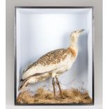A LARGE AND IMPRESSIVE LATE 19TH CENTURY TAXIDERMY CASED GREAT BUSTARD. A rare example of a Great