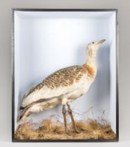 A LARGE AND IMPRESSIVE LATE 19TH CENTURY TAXIDERMY CASED GREAT BUSTARD. A rare example of a Great