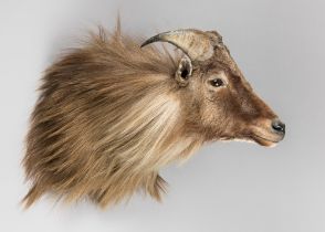 A MODERN TAXIDERMY HIMALAYAN TAHR SHOULDER MOUNT, NEW ZEALAND (HEMITRAGUS JEMLAHICUS). (h 50cm x w