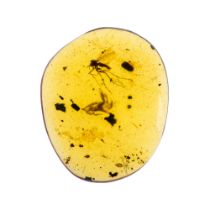 RARE MOSQUITO COVERED IN FUNGUS/MOLD IN BURMESE AMBER FOSSIL. Inclusions include very rare Diptera