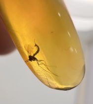 A DINOSAUR AGE MOSQUITO IN CRETACEOUS BURMESE AMBER MYANMAR FOSSIL. (0.57g, 2.2cm). 90-105 Million