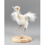 A MODERN TAXIDERMY RHEA CHICK (RHEA). (h 28cm x w 26cm x d 22cm)