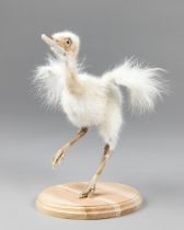 A MODERN TAXIDERMY RHEA CHICK (RHEA). (h 28cm x w 26cm x d 22cm)