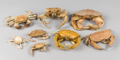 A COLLECTION OF PRESERVED CRAB SPECIMENS FROM THE LATE ESTATE OF WILLIAM OWEN (1907-1996). Largest