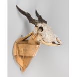 A LARGE AND IMPRESSIVE EARLY 20TH CENTURY TAXIDERMY ELAND SKULL AND HORNS (TAUROTRAGUS ORYX).