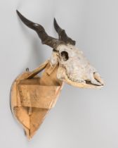 A LARGE AND IMPRESSIVE EARLY 20TH CENTURY TAXIDERMY ELAND SKULL AND HORNS (TAUROTRAGUS ORYX).