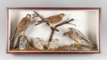 ATTRIBUTED TO JOHN BULLOCK OF NORWICH, A LATE VICTORIAN TAXIDERMY CASE OF KESTRELS AND CHICKS IN A