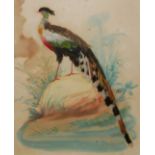 A 19TH CENTURY WATERCOLOUR AND FEATHER BIRD STUDY Exotic bird with colourful tail feathers within