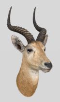 ROWLAND WARD, AN EARLY 20TH CENTURY TAXIDERMY UGANDAN KOB HEAD (KOBUS KOB THOMASI). Partial paper