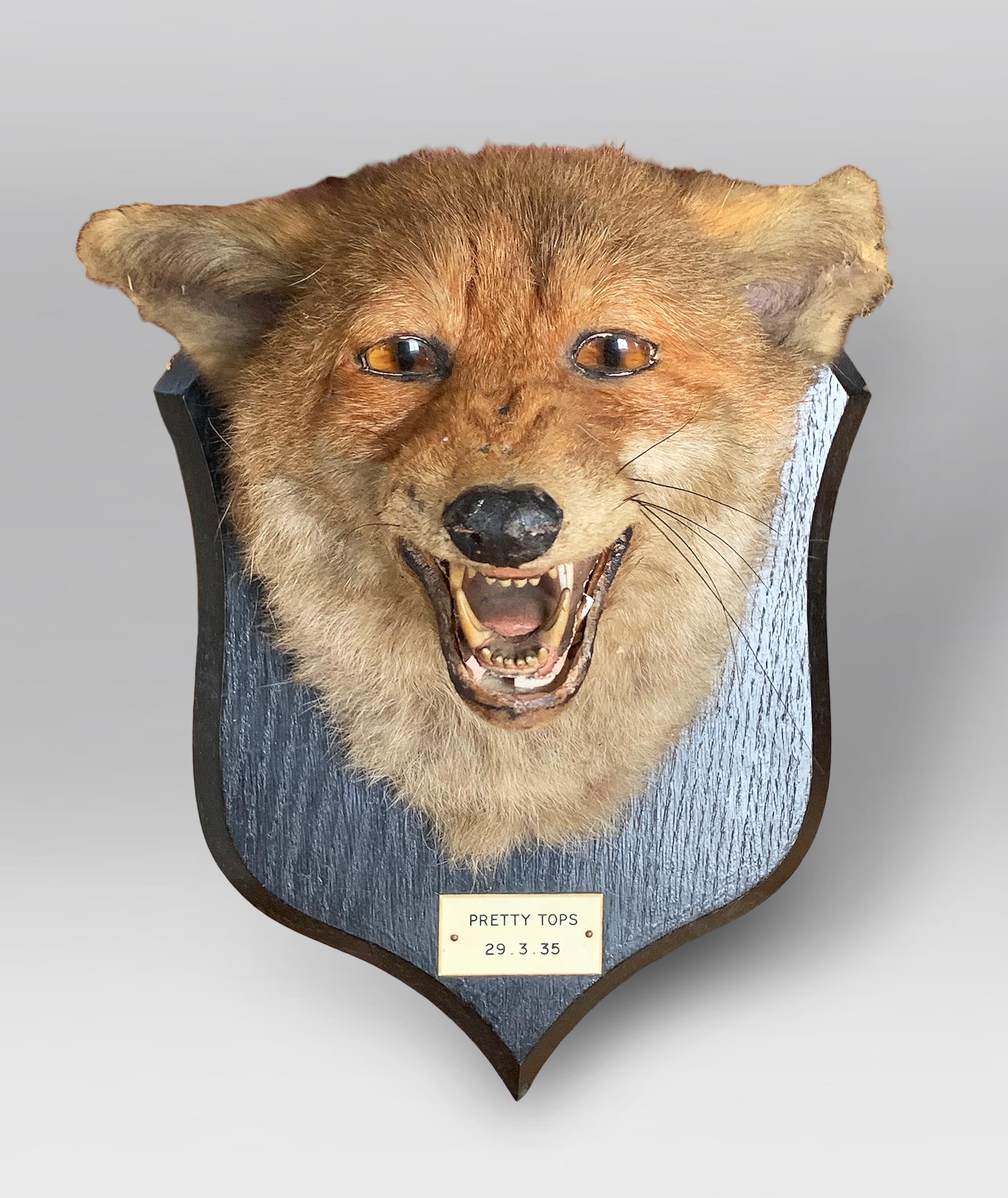 PETER SPICER & SONS, AN EARLY 20TH CENTURY TAXIDERMY FOX MASK (VULPES VULPES). Plaque inscribed “ - Image 2 of 2