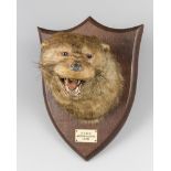 PETER SPICER & SONS, AN EARLY 20TH CENTURY TAXIDERMY OTTER MASK ON OAK SHIELD (LUTRINAE). Plaque