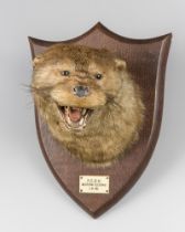 PETER SPICER & SONS, AN EARLY 20TH CENTURY TAXIDERMY OTTER MASK ON OAK SHIELD (LUTRINAE). Plaque