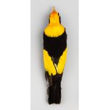 A LATE 19TH CENTURY TAXIDERMY STUDY SKIN OF A REGENT BOWERBIRD (SERICULUS CHRYSOCEPHALUS). Male