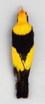 A LATE 19TH CENTURY TAXIDERMY STUDY SKIN OF A REGENT BOWERBIRD (SERICULUS CHRYSOCEPHALUS). Male