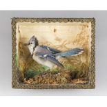 A VICTORIAN TAXIDERMY JAY IN A GLAZED CASE WITH A NATURALISTIC SETTING (EURASIAN JAY). (h 26.5cm x w