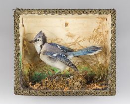 A VICTORIAN TAXIDERMY JAY IN A GLAZED CASE WITH A NATURALISTIC SETTING (EURASIAN JAY). (h 26.5cm x w