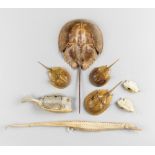 A COLLECTION OF EARLY 20TH CENTURY SEA LIFE SPECIMENS. Including boxfish, Horseshoe crabs etc.