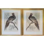 A PAIR OF 19TH CENTURY WATERCOLOUR AND FEATHER BIRD STUDY Opposing views of pheasants on a branch,