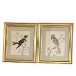 A PAIR OF 19TH CENTURY WATERCOLOUR AND FEATHER BIRD STUDIES Calandia bird and a Guilote bird, framed