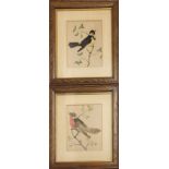 A PAIR OF 19TH CENTURY WATERCOLOUR AND FEATHER BIRD STUDIES Bird with pink breast feathers and a