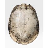 AN EARLY 19TH CENTURY GIANT SOUTH AMERICAN RIVER TURTLE BLONDE SHELL (PODOCNEMIS EXPANSA).