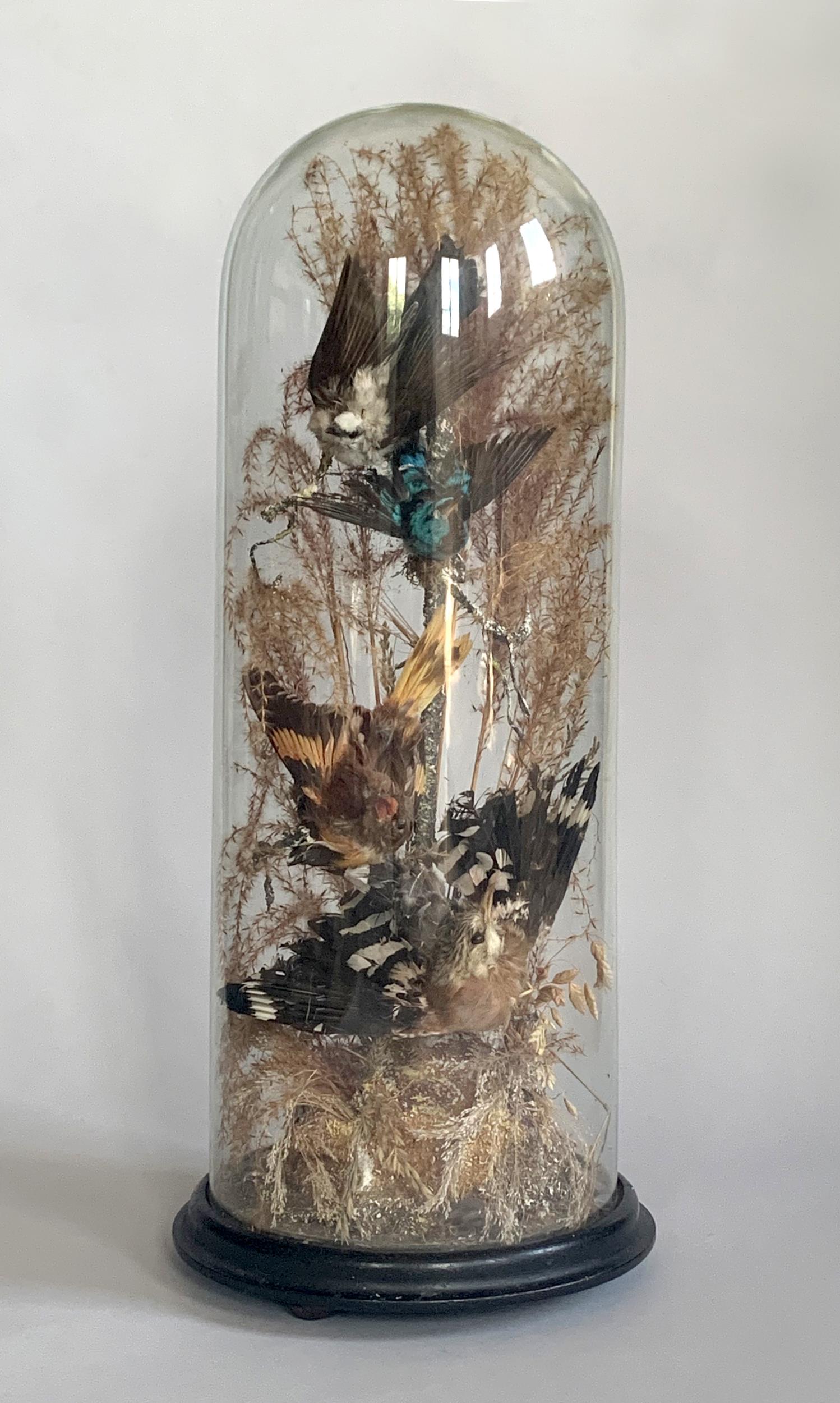 A VICTORIAN TAXIDERMY DIORAMA OF EXOTIC BIRDS UNDER GLASS DOME. (h 53cm x w 22cm x d 22cm)