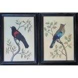 A PAIR OF 19TH CENTURY WATERCOLOUR AND FEATHER BIRD STUDY Opposing scenes, a red winged Blackbird