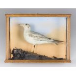 A LATE 19TH/EARLY 20TH CENTURY TAXIDERMY GULL IN A GLAZED CASE WITH A NATURALISTIC SETTING (LARUS