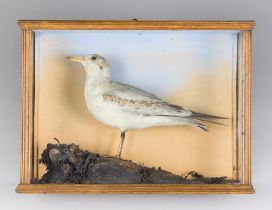 A LATE 19TH/EARLY 20TH CENTURY TAXIDERMY GULL IN A GLAZED CASE WITH A NATURALISTIC SETTING (LARUS