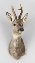 A MODERN TAXIDERMY ROE DEER SHOULDER MOUNT (CAPREOLUS CAPREOLUS). (h 62cm x w 23cm x d 22cm)