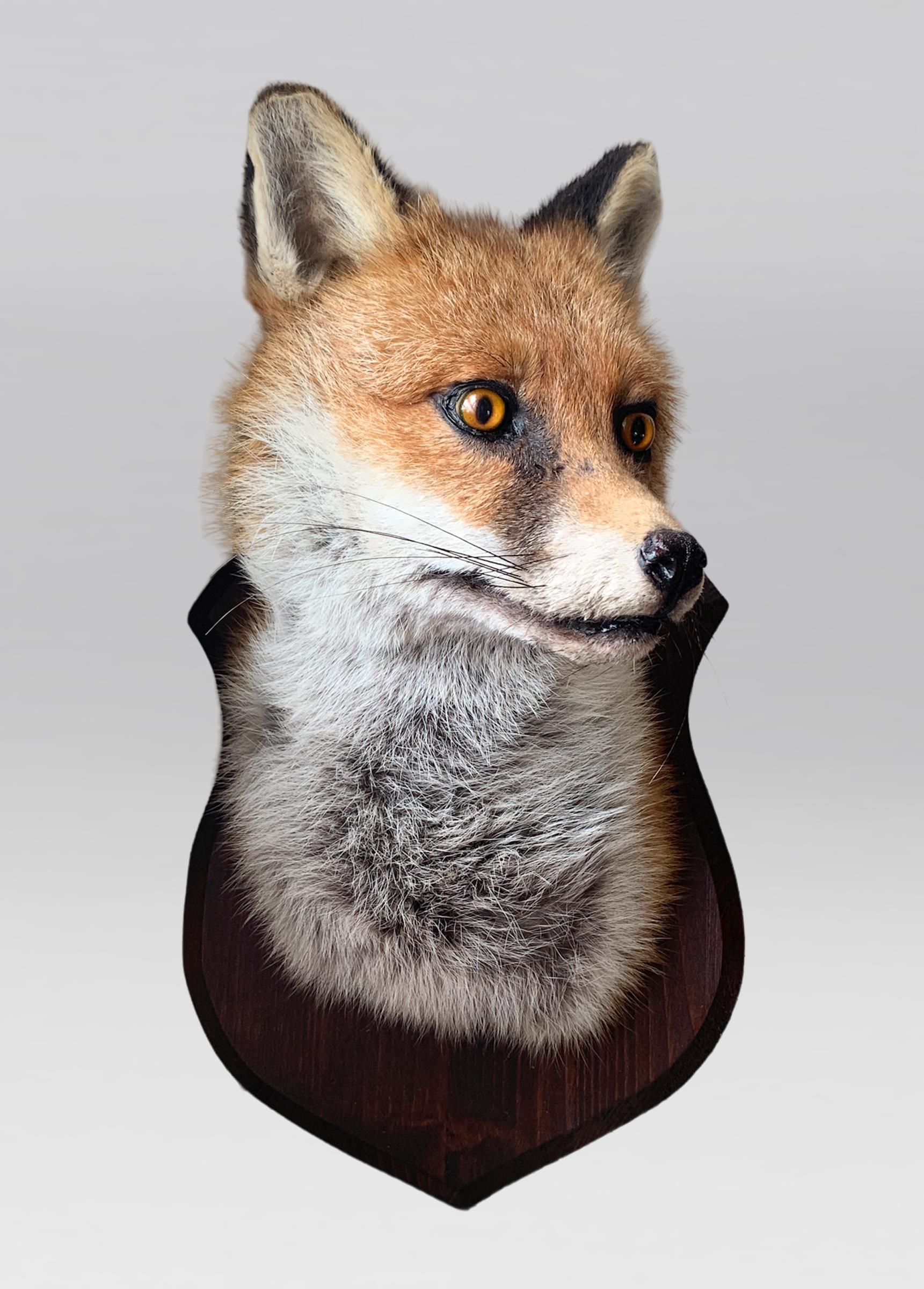 A LATE 20TH CENTURY TAXIDERMY FOX HEAD UPON OAK SHIELD (VULPES VULPES). (h 40cm x w 24cm x d 29cm)