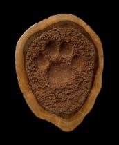 A UNIQUE LEOPARD PUG (FOOTPRINT) MOUNTED IN A POLISHED WOODEN PLINTH. Plaster cast in the Zim bush