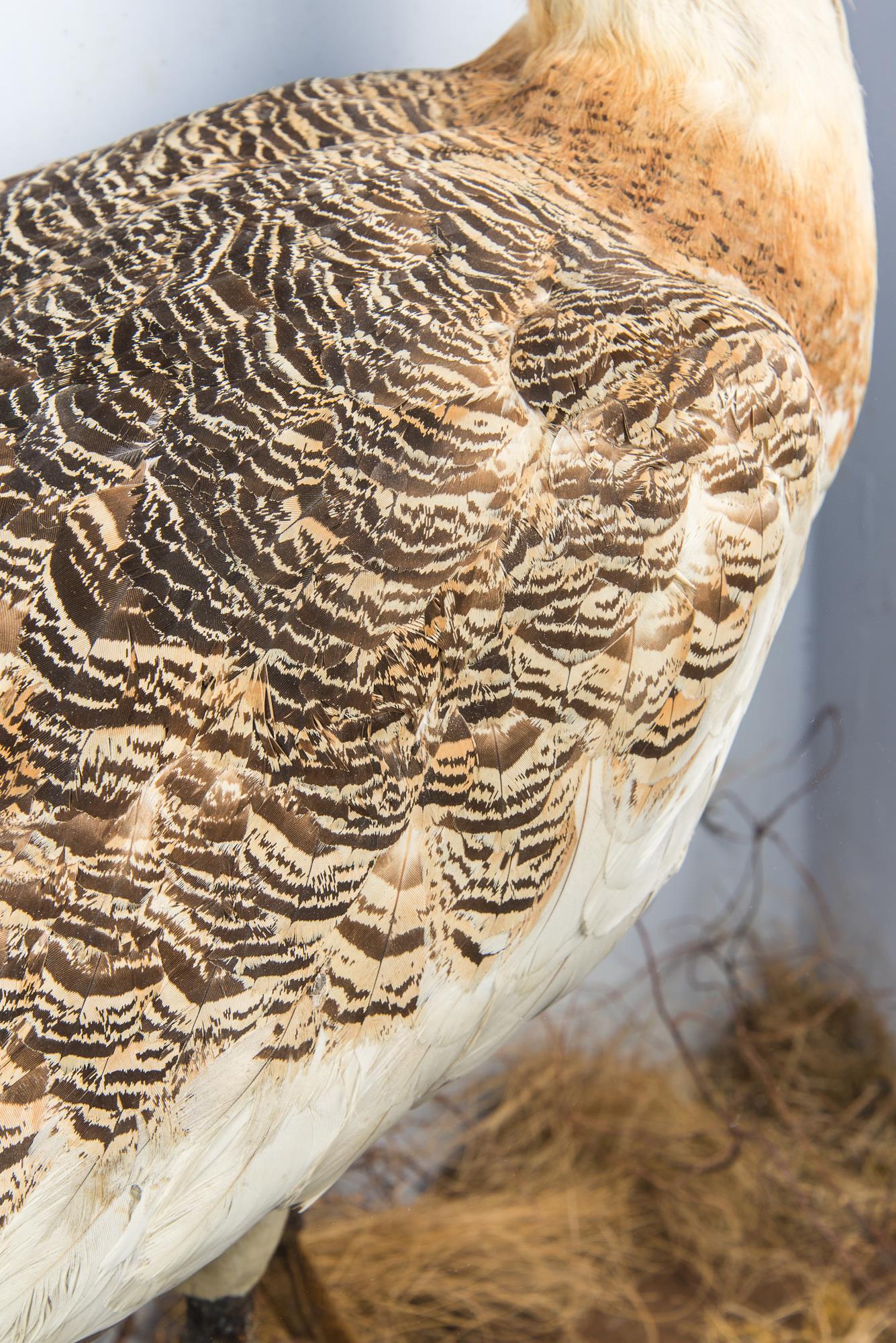 A LARGE AND IMPRESSIVE LATE 19TH CENTURY TAXIDERMY CASED GREAT BUSTARD. A rare example of a Great - Image 3 of 3