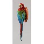 A 20TH CENTURY TAXIDERMY RED-AND-GREEN MACAW UPON A NATURALISTIC WALL MOUNT (ARA CHLOROPTERUS). (h