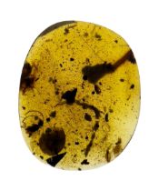 A DINOSAUR AGE SNAIL AND WASP IN CRETACEOUS BURMESE AMBER MYANMAR FOSSIL. (0.45g, 1.9cm). 90-105