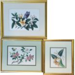 A COLLECTION OF THREE EARLY 20TH CENTURY WATERCOLOUR ON RICE PAPER, BUTTERFLY STUDIES Single